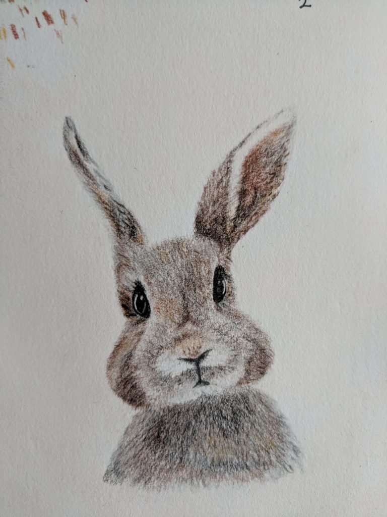 Bunny drawing